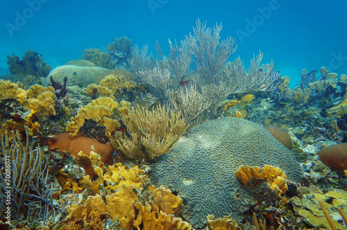 Underwater landscape in an healthy coral reef