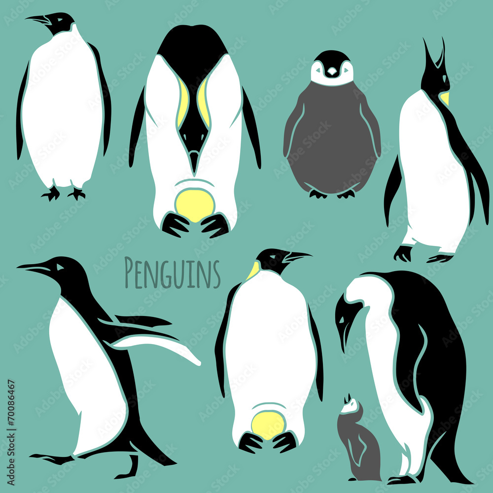 Obraz premium black and white penguin set