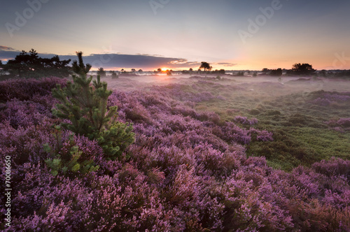 Bild auf Leinwand sunrise over flowering pink heather