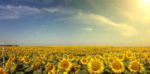 Sunset Sunflowers
