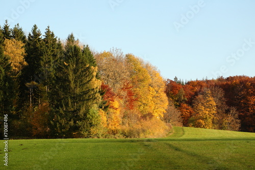 edge of forest in autumn