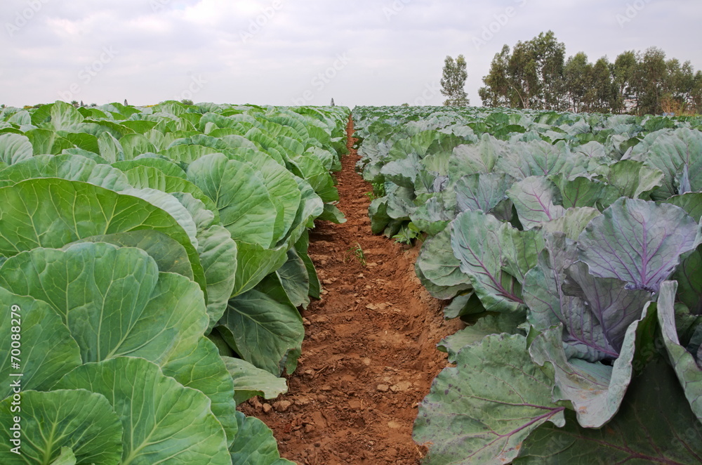Naklejka premium Multicolored Collard
