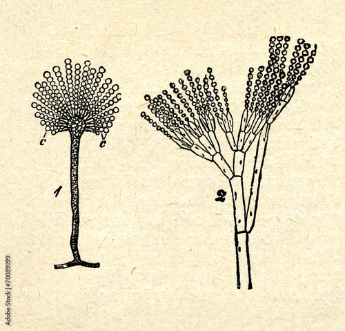 Aspergillus herbariorum (1), Penicillium expansum (2) photo