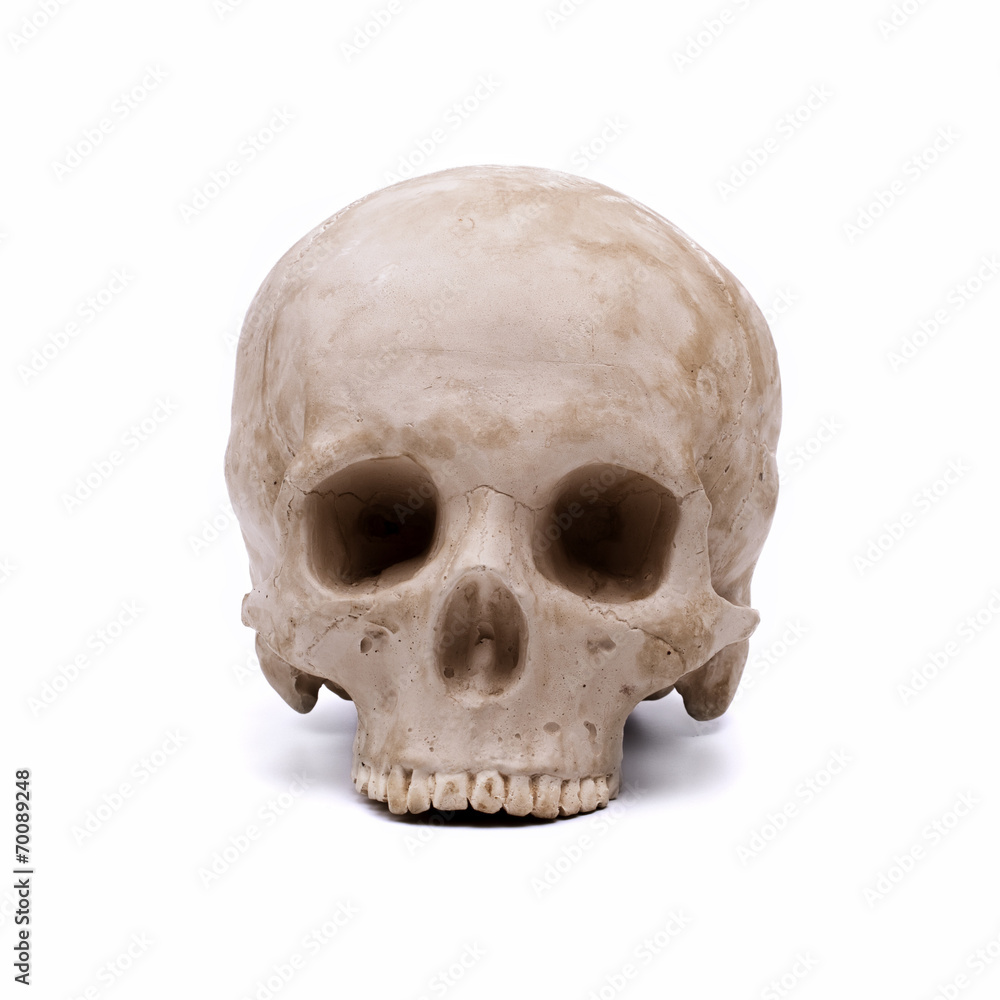 Obraz premium Human skull model