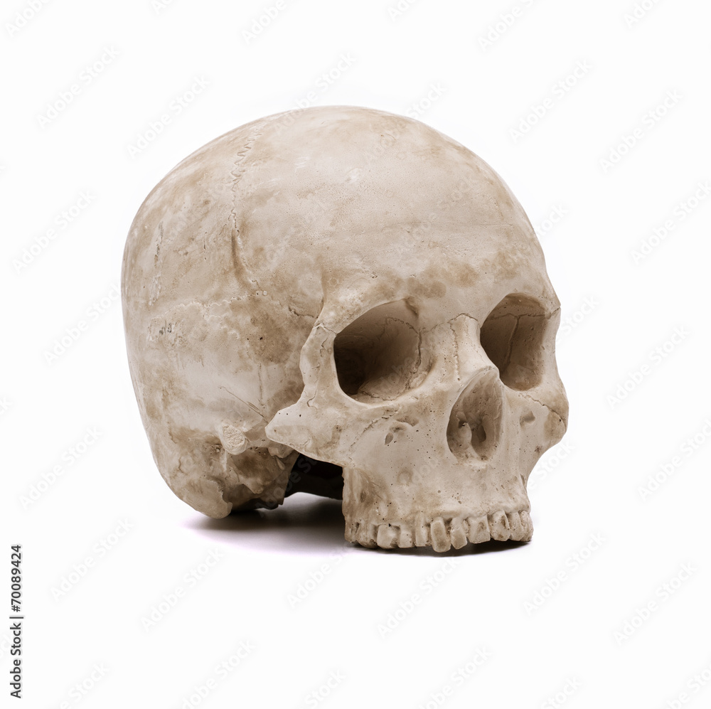 Human skull model Human skull model