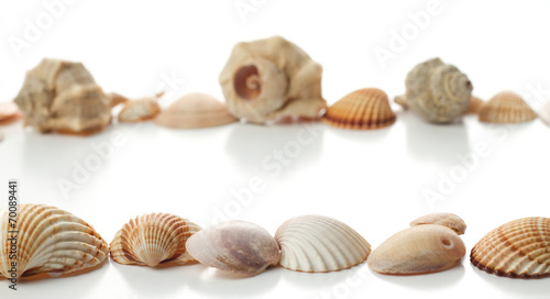 line of different sea shells
