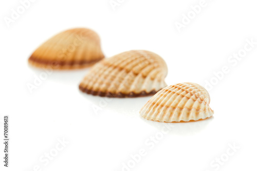 conch shells isolated on white background