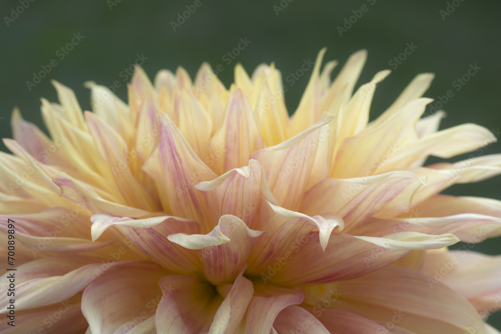 Colorful Dahlia Flower Colorful Dahlia Flower