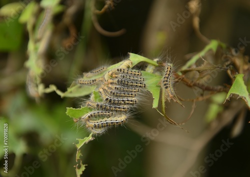 椿の葉のチャドクガの幼虫