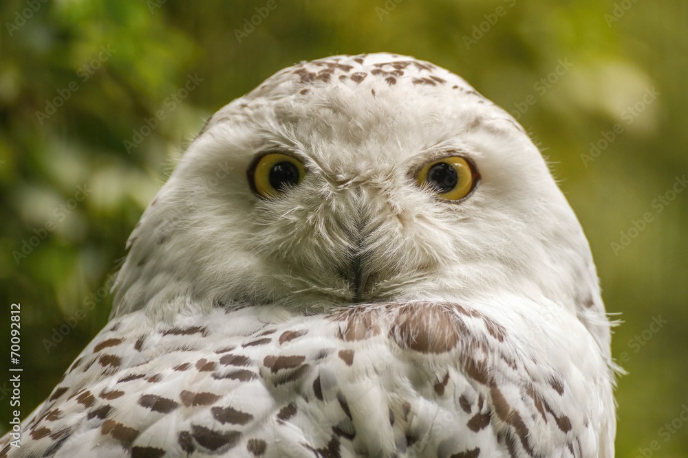 Obraz premium White snow owl