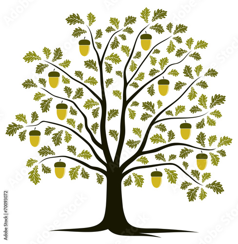 oak tree