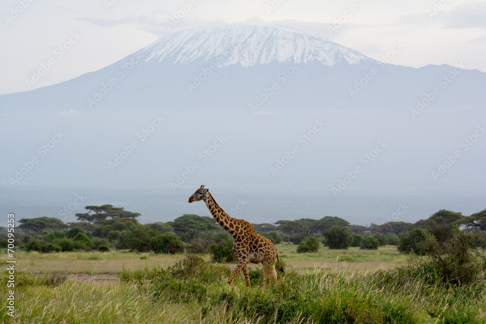 Fototapeta premium girafe devant le kilimandjaro