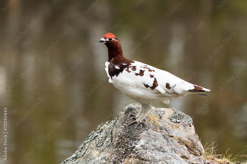 Lagopus lagopus, Willow ptarmigan. Lagopus lagopus, Willow ptarmigan.