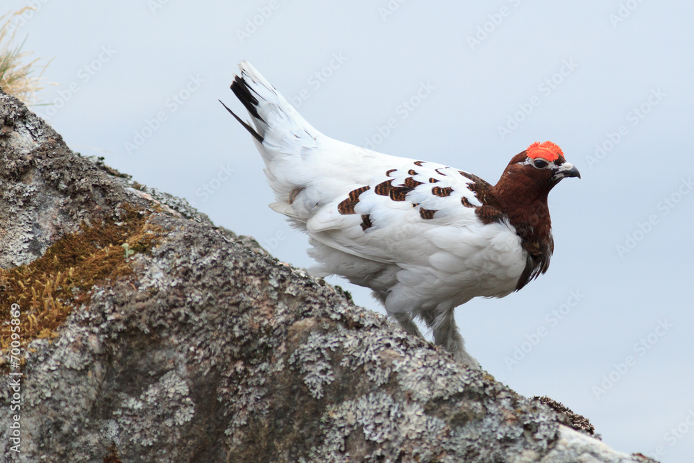 Lagopus lagopus, Willow ptarmigan. Lagopus lagopus, Willow ptarmigan.