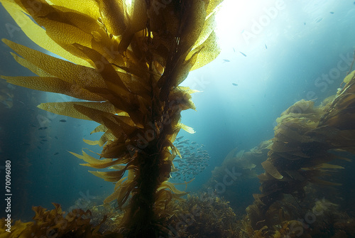 Underwater Sunrise at California Kelp Forest