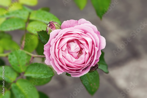 Beautiful pink rose with mo...