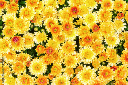 Yellow Chrysanthemum flower...