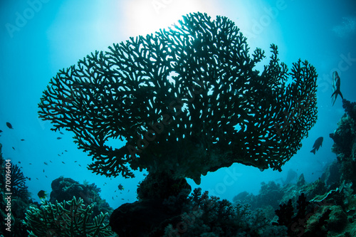 Coral Silhouette