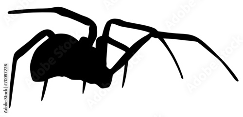 Schwarze Witwe
