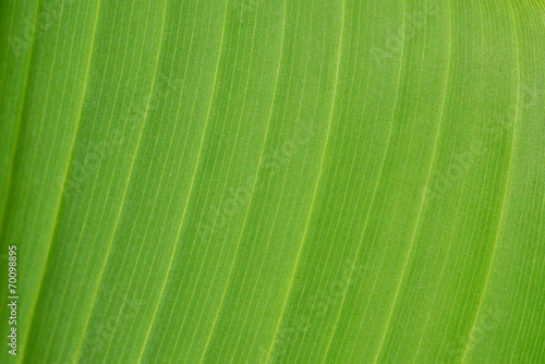 Green leaf textured background