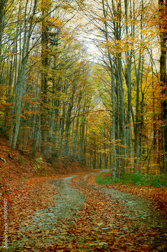 Curving road in autumn forest