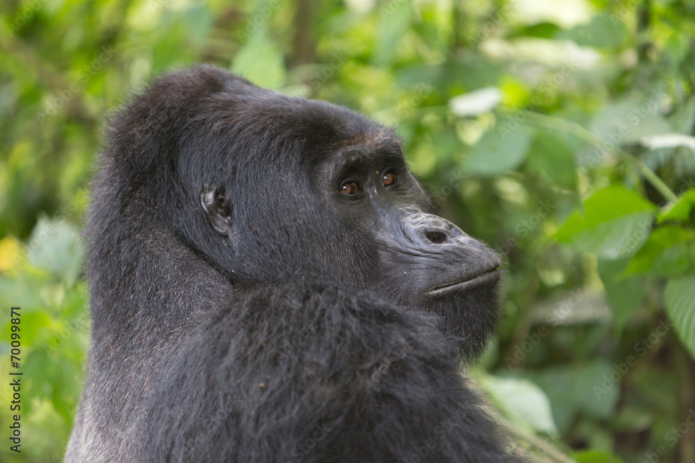 Bwindi Impenetrable NP: 1. Gorilla Trekking Bwindi Impenetrable NP: 1. Gorilla Trekking