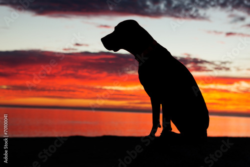 sitting dog in the sunset