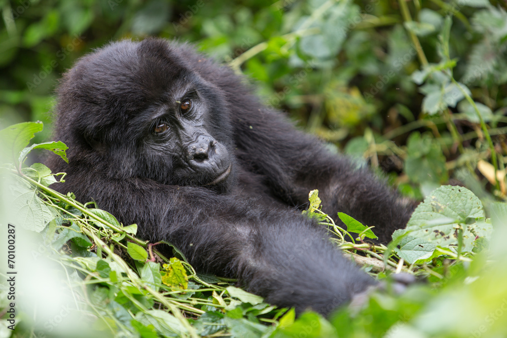 Obraz premium Bwindi Impenetrable NP: 1. Gorilla Trekking