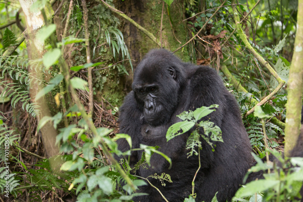 Bwindi Impenetrable NP: 1. Gorilla Trekking Bwindi Impenetrable NP: 1. Gorilla Trekking