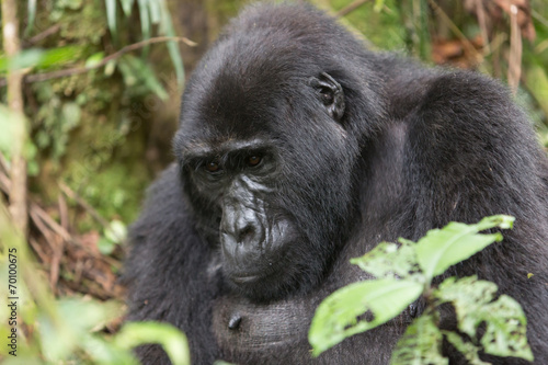 Bwindi Impenetrable NP: 1. Gorilla Trekking © ThoPics