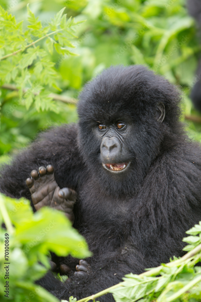 Vulcanoes NP: 2. Gorilla Trekking Vulcanoes NP: 2. Gorilla Trekking