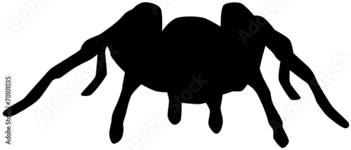 Vogelspinne
