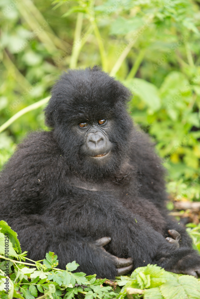 Vulcanoes NP: 2. Gorilla Trekking Vulcanoes NP: 2. Gorilla Trekking