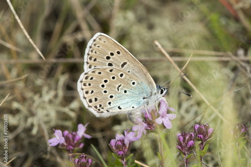 Closeup of a large blue, Phengaris arion on thyme photo