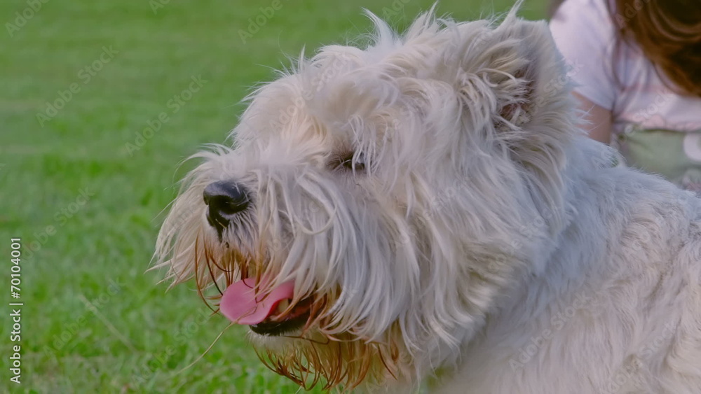 West Highland White Terrier West Highland White Terrier