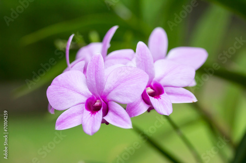 Fototapeta Naklejka Na Ścianę i Meble -  Orchid