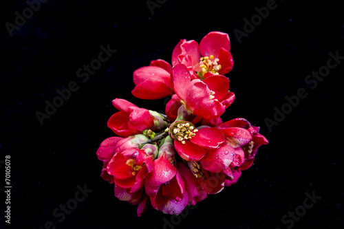 Blüte der Japanische Zierquitte photo