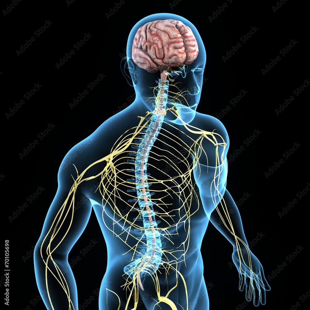 Nervous system - obrazy, fototapety, plakaty 