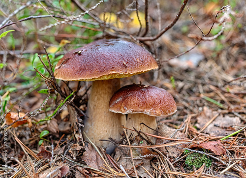 two mushroom