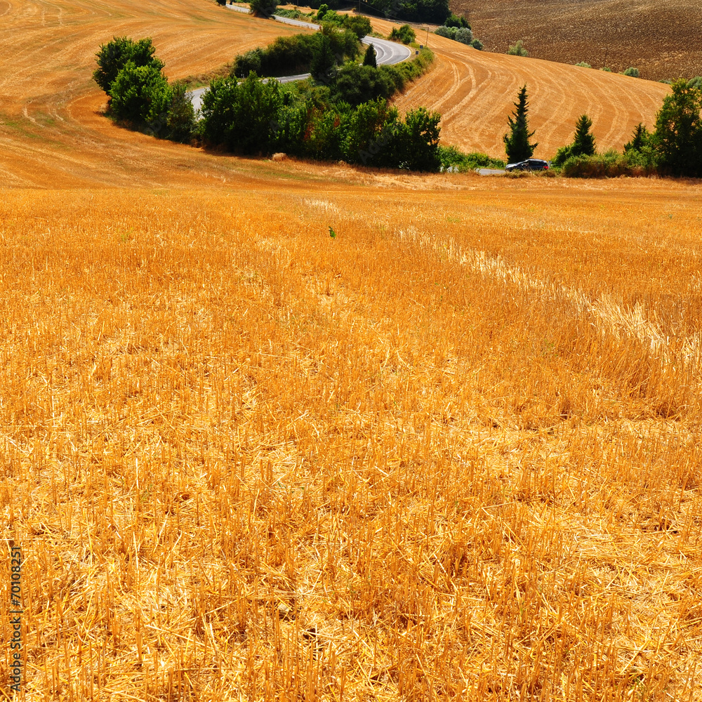 Fototapeta premium Fields