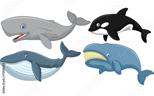 Cartoon whale collection