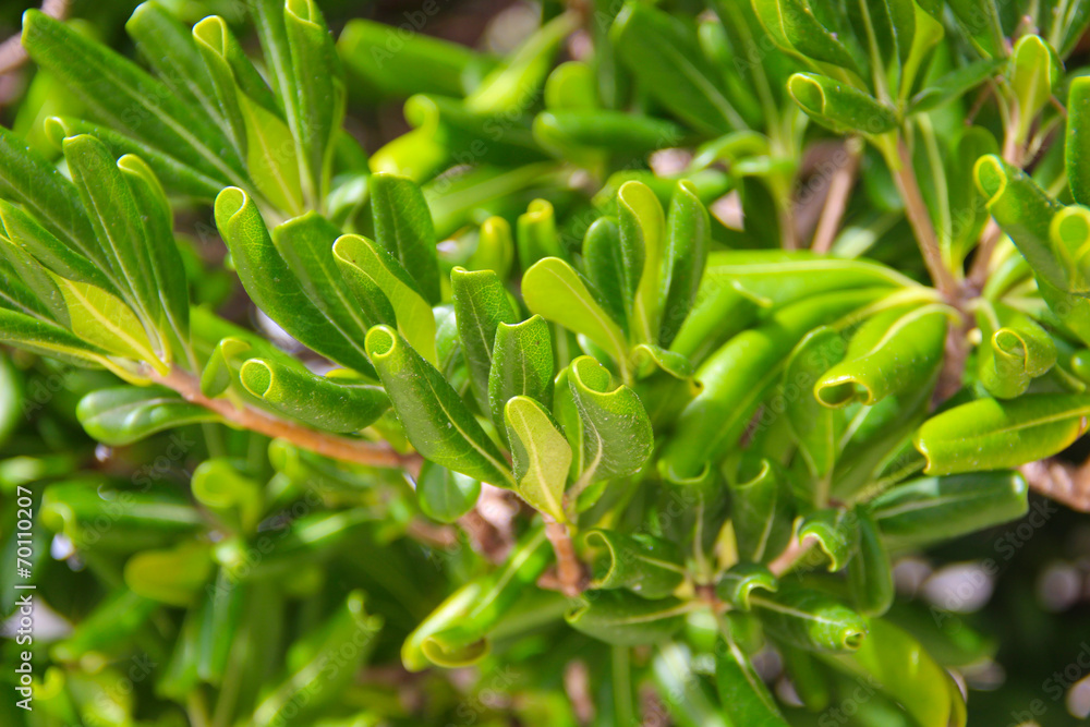 The green leaves of the olive tree in nature The green leaves of the olive tree in nature
