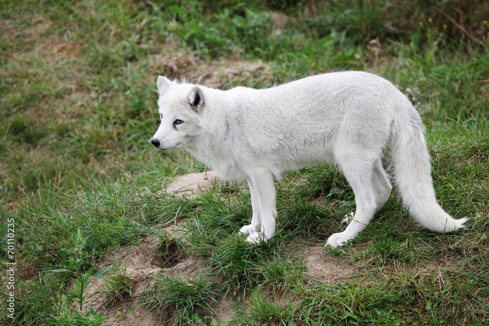 Arctic fox Arctic fox