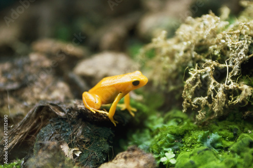 yellow frog