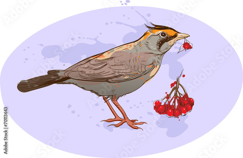 skylark with sorbus berries