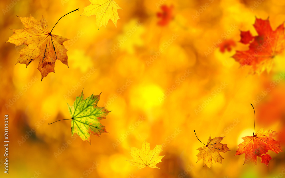 Beautiful autumn background with maple leaves Beautiful autumn background with maple leaves