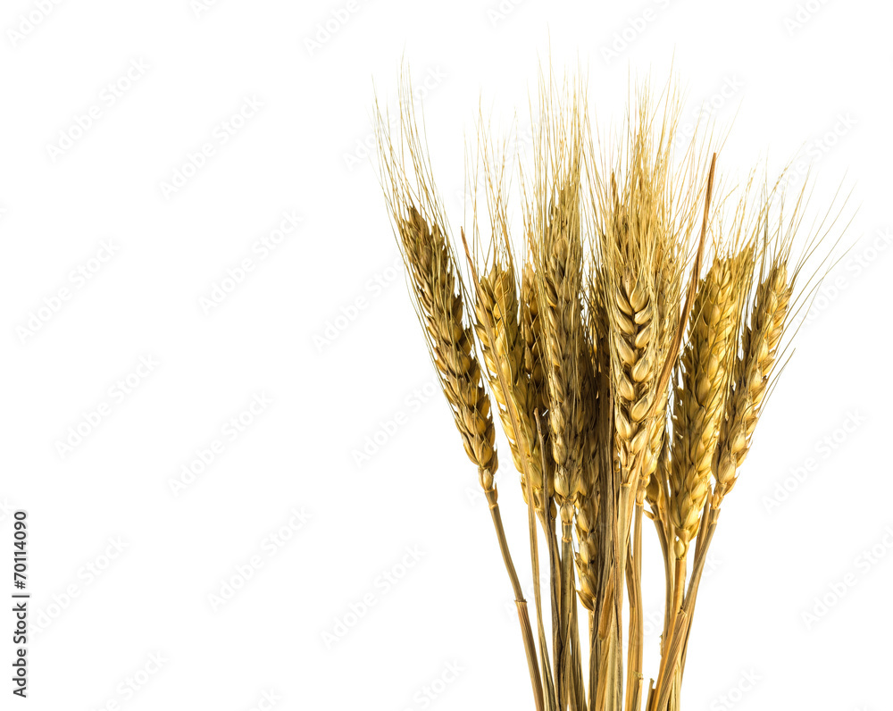 Fototapeta premium wheat isolated on white close up