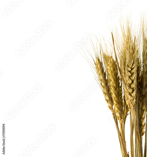 wheat isolated on white close up