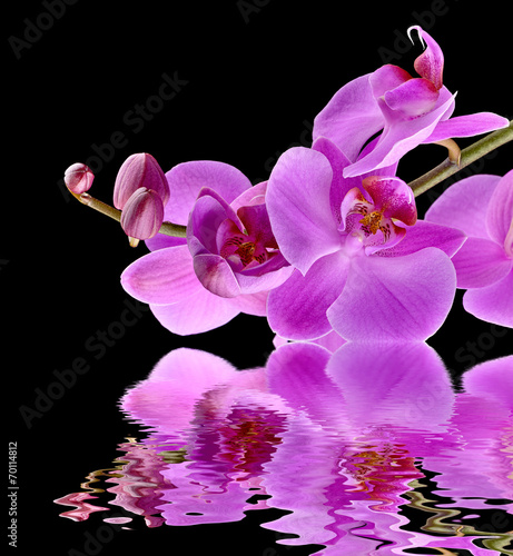 Fototapeta Naklejka Na Ścianę i Meble -  Storczyk na czarnym tle