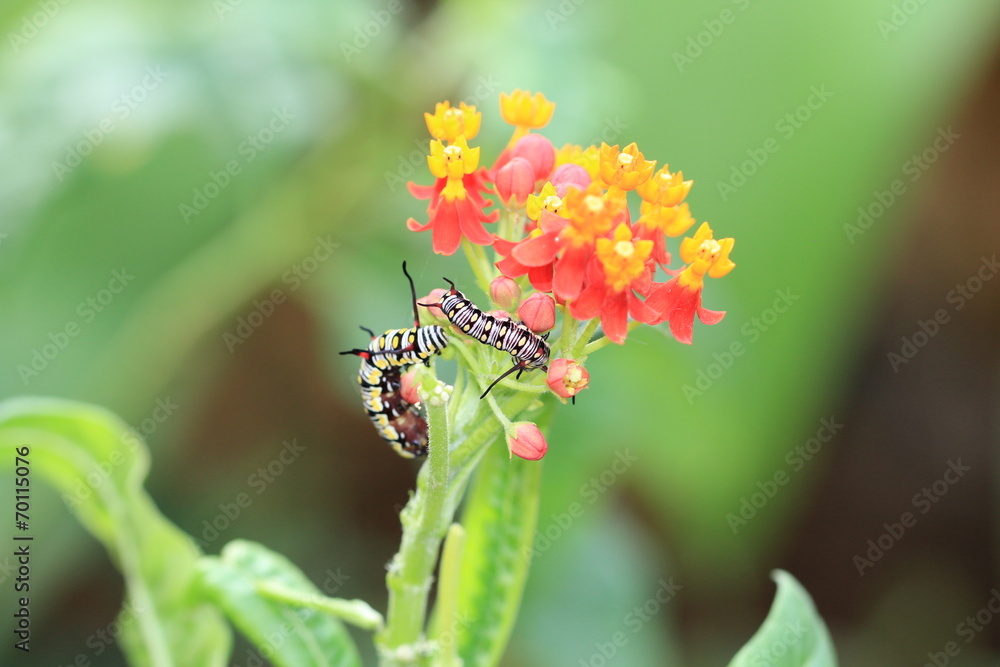 Milkweed flowers and caterpillars Milkweed flowers and caterpillars